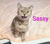 KITTEN SASSY - Photo 3