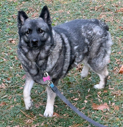 FREYA