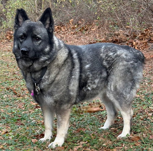 FREYA