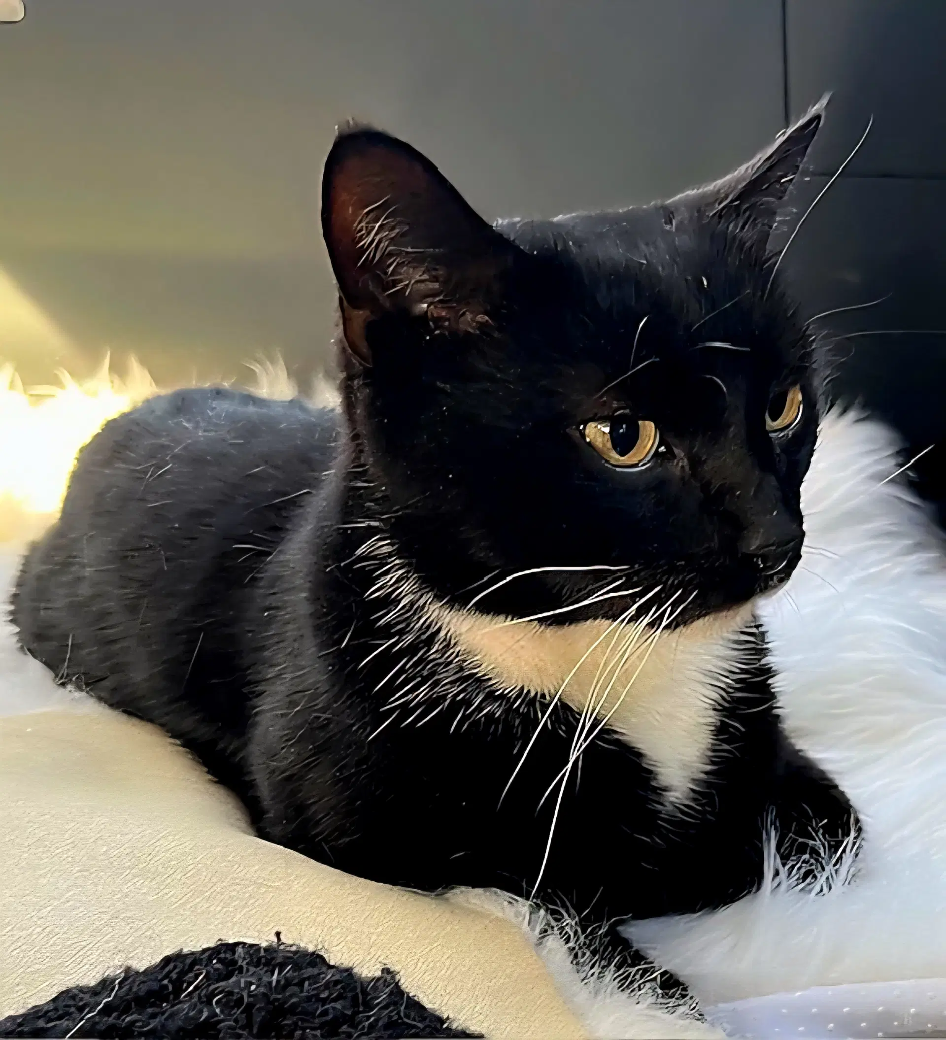 Bud - Tuxedo