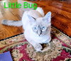 KITTEN LITTLE BUG - Photo 1