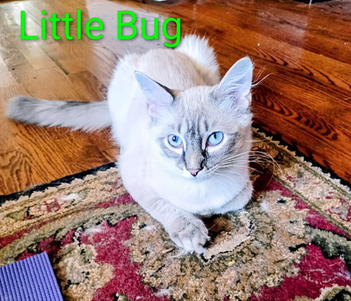 KITTEN LITTLE BUG - Domestic Short Hair available for adoption