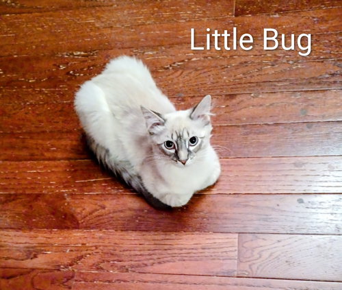 KITTEN LITTLE BUG - Domestic Short Hair available for adoption