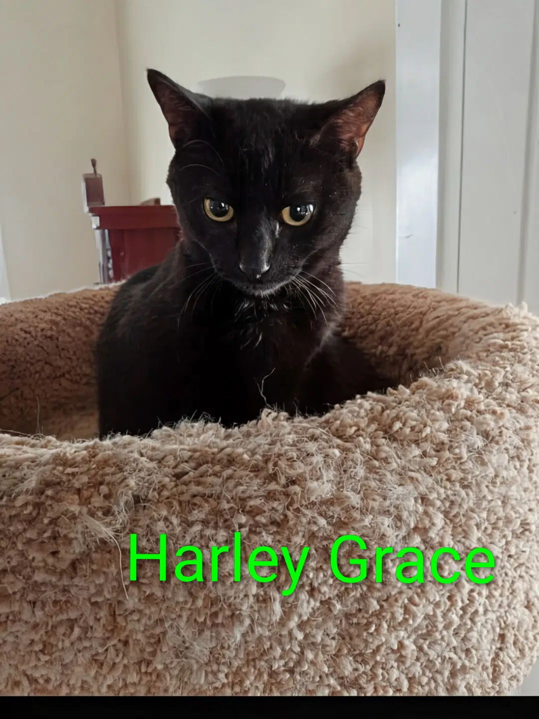 Kitten Harley Grace - Domestic Short Hair