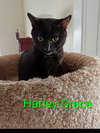 KITTEN HARLEY GRACE - Photo 1