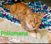 KITTY PHANTASTIC PHILOMENIA - Photo 1