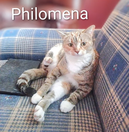 KITTY PHANTASTIC PHILOMENIA - Domestic Short Hair available for adoption