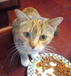 KITTY PHANTASTIC PHILOMENIA - Photo 4