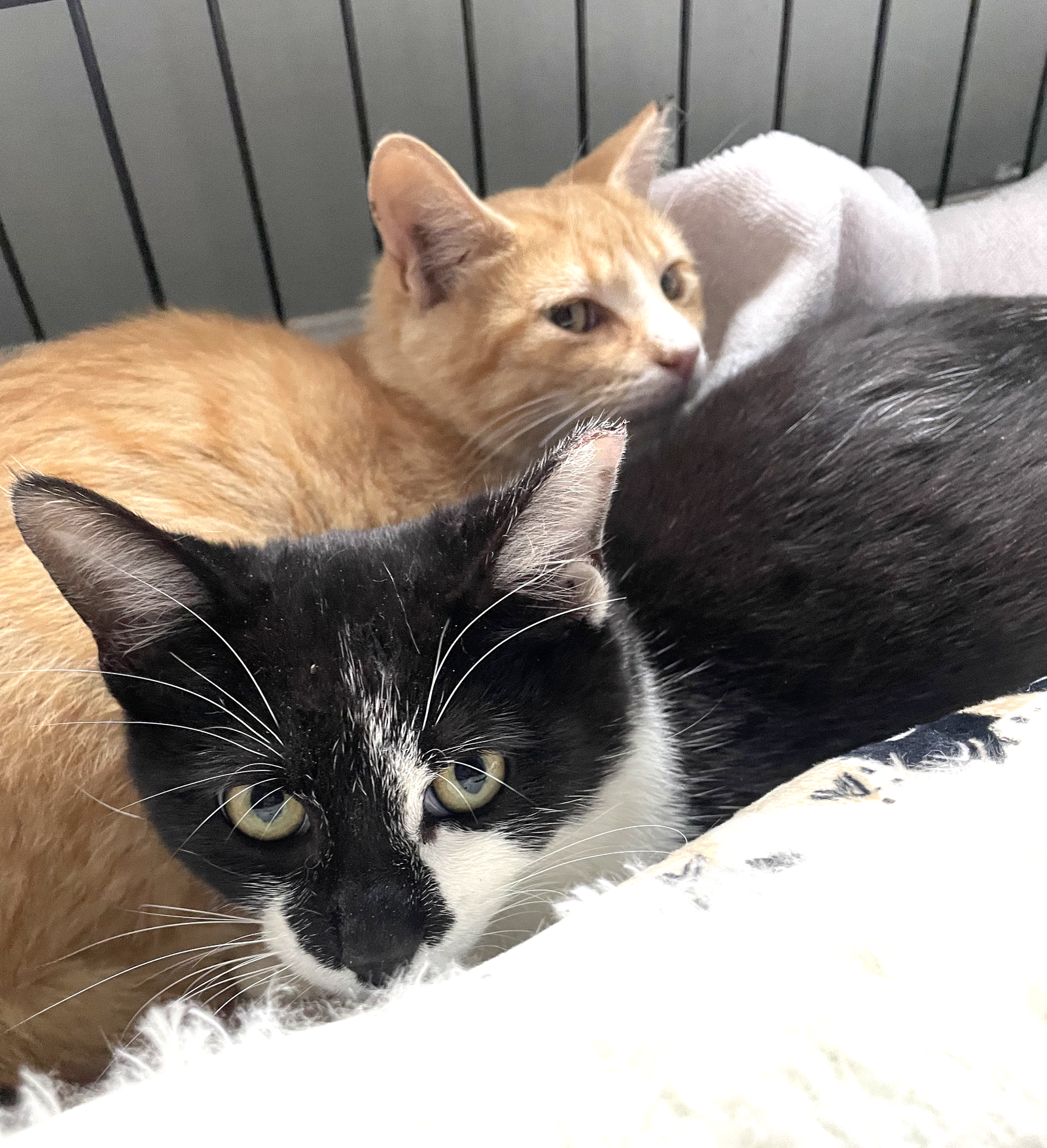 PURR PAPAYA AND PICKLES Image