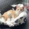 PURR PAPAYA AND PICKLES - Photo 2