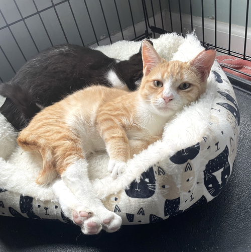 PURR PAPAYA AND PICKLES - Domestic Short Hair available for adoption