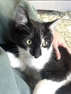 PURR PAPAYA AND PICKLES - Photo 3