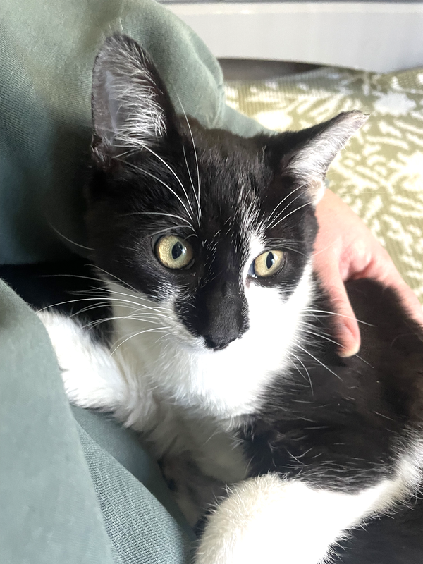 KITTIES PURR PAPAYA AND PICKLES