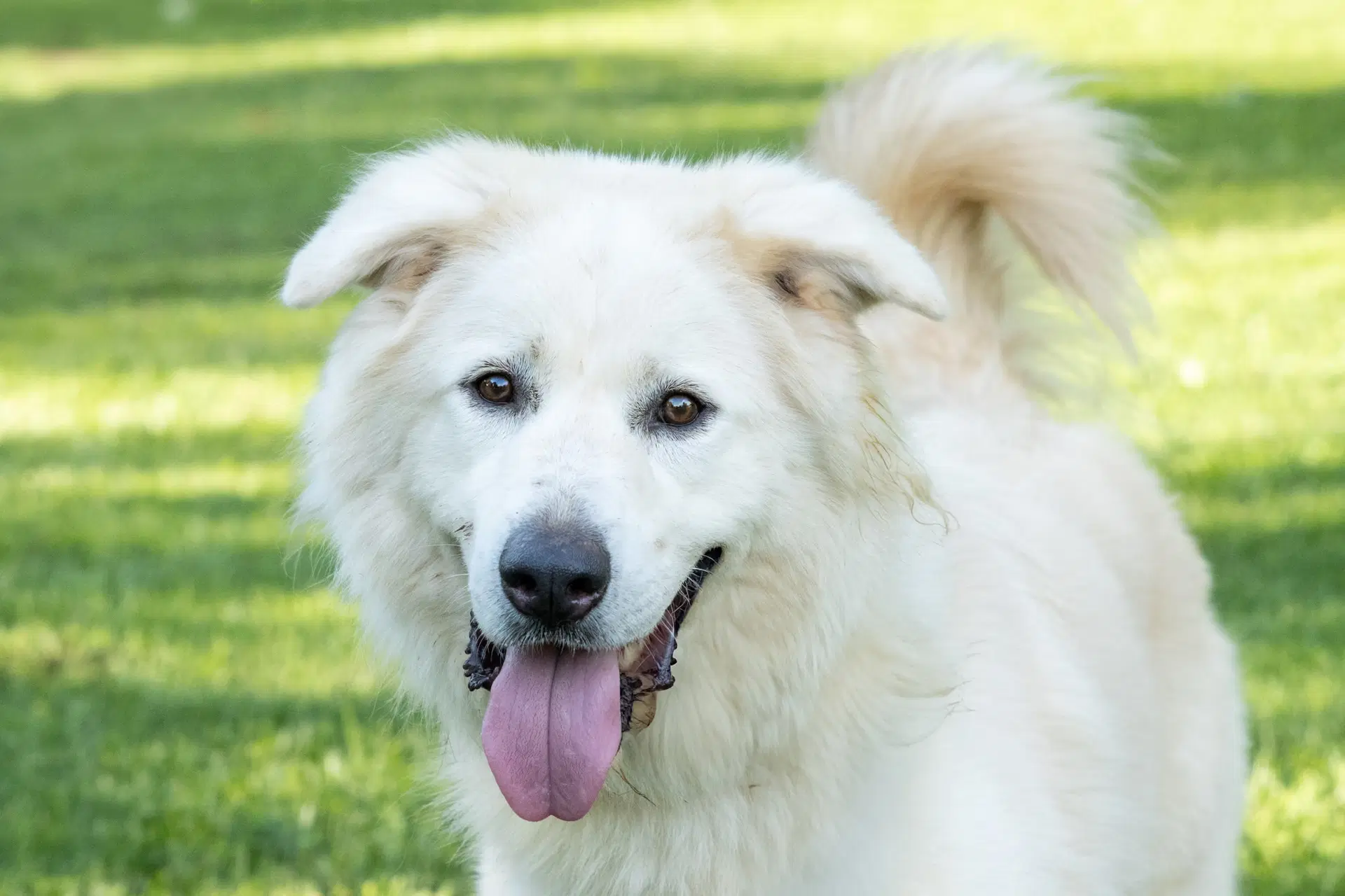 Jack Junior - Great Pyrenees