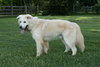 JACK JUNIOR - Photo 3