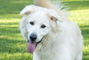 JACK JUNIOR - Photo 4