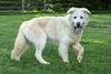 JACK JUNIOR - Photo 1