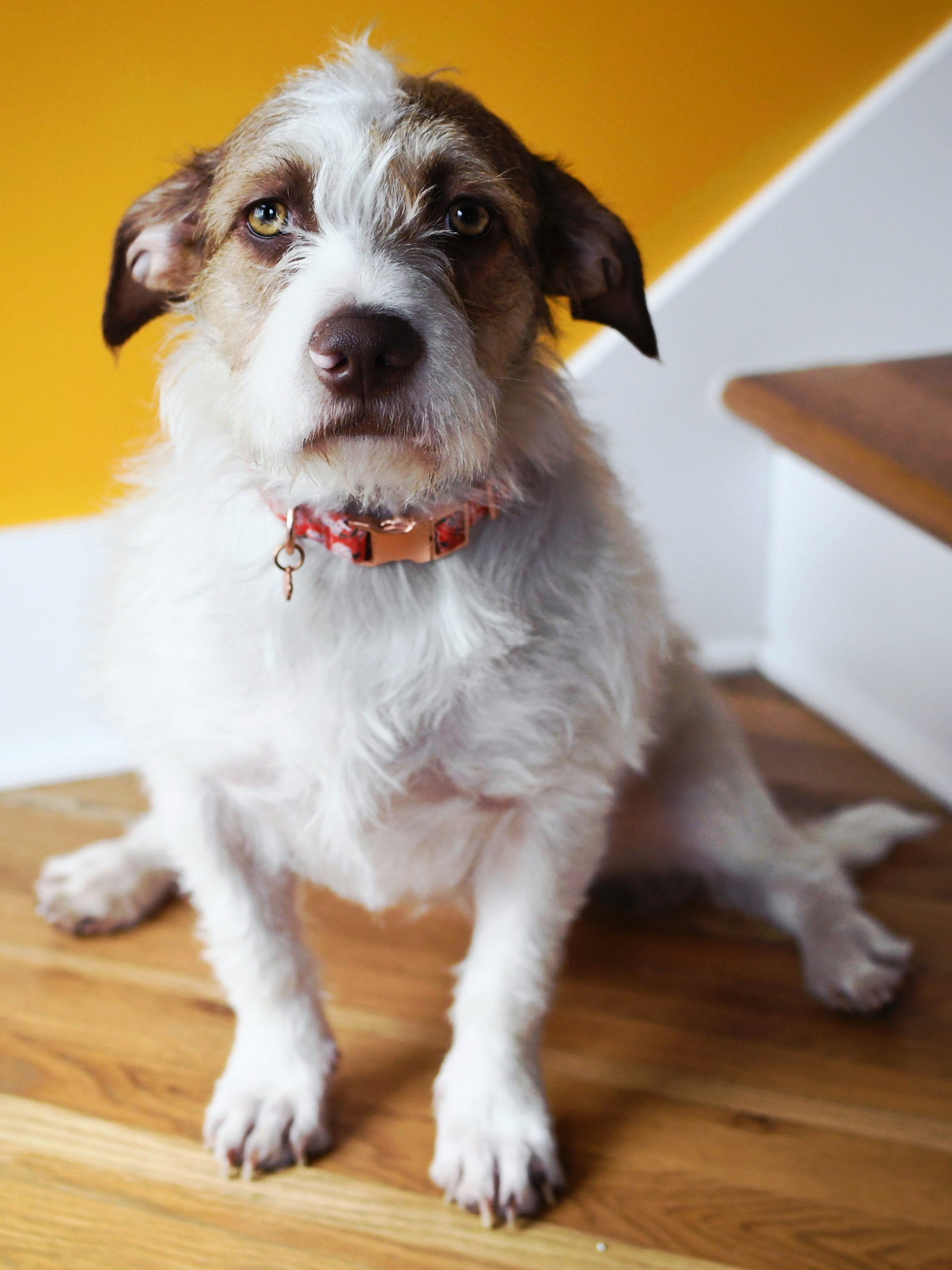 Terrier