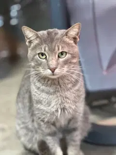 Toby - Tabby