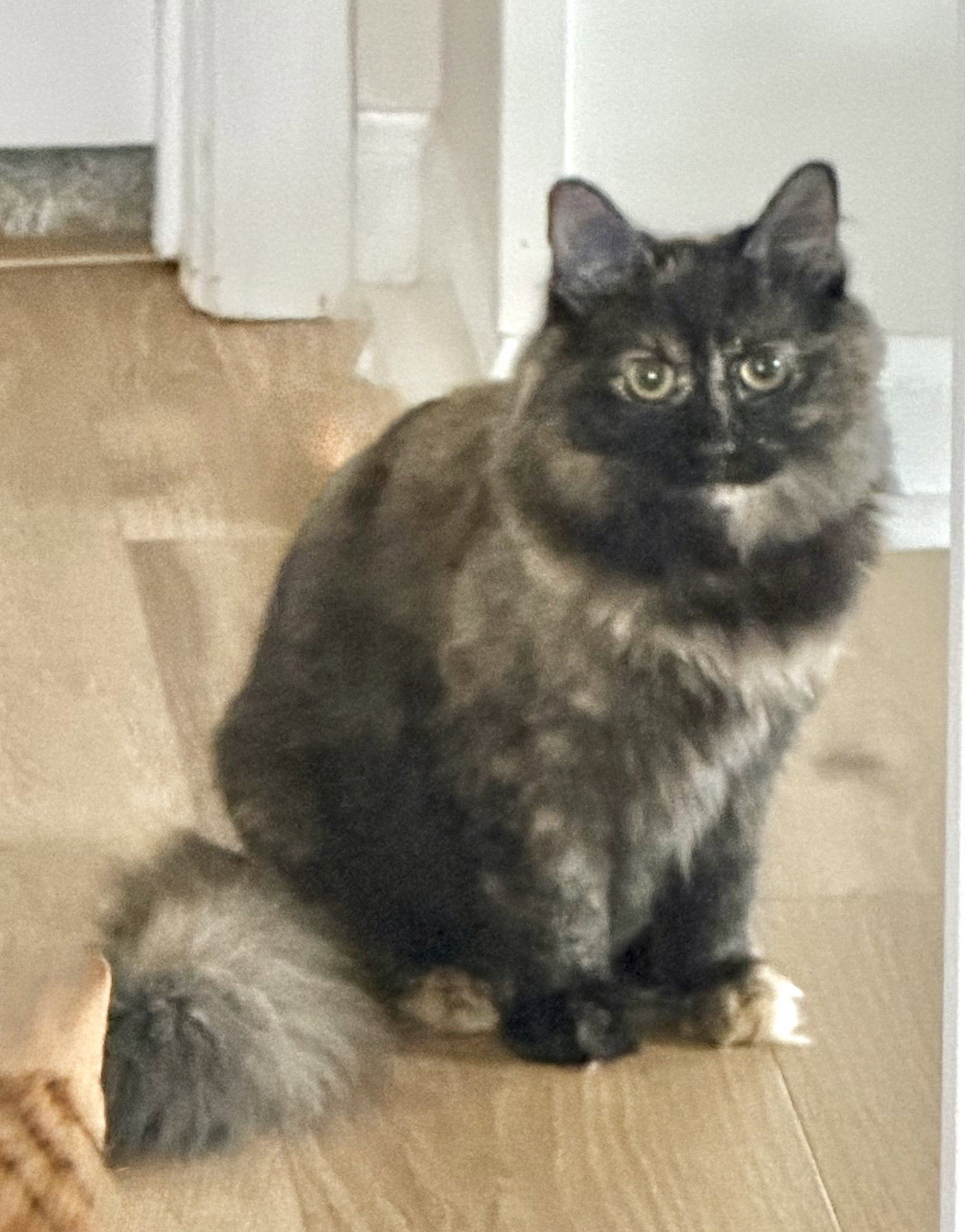 KITTEN STORMY Image