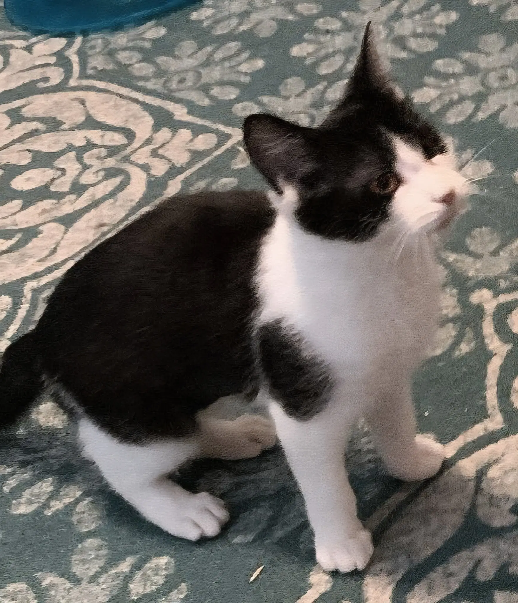 Kitten Pickles image 3