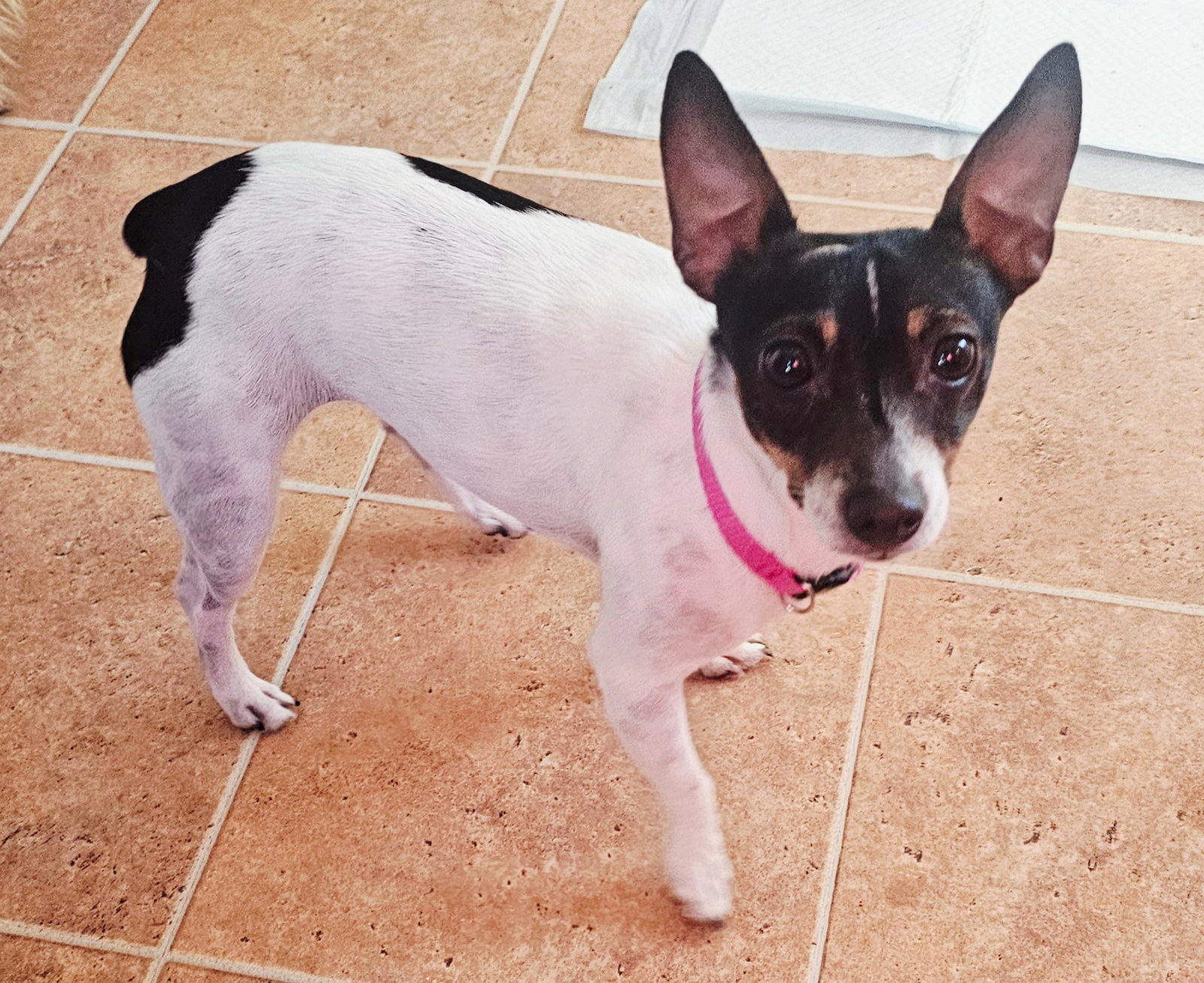 DANICA   9 lbs. Image