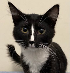 KITTEN FLETCHER Image