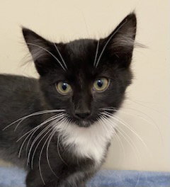 KITTEN FELIX Image
