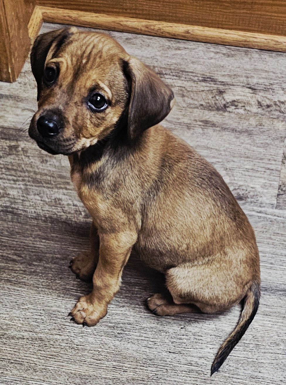PUPPY LOVEY Image