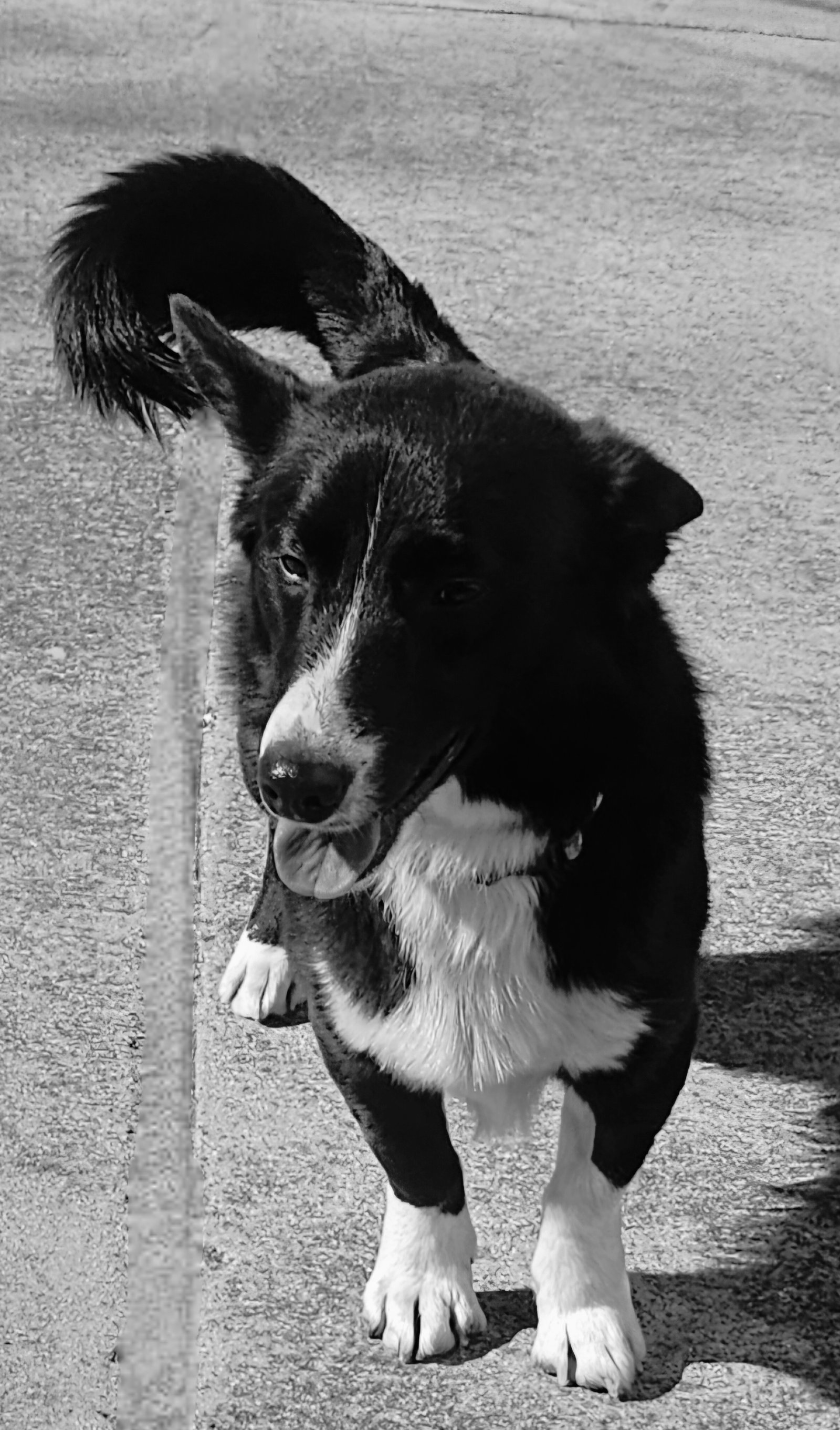 REX Image