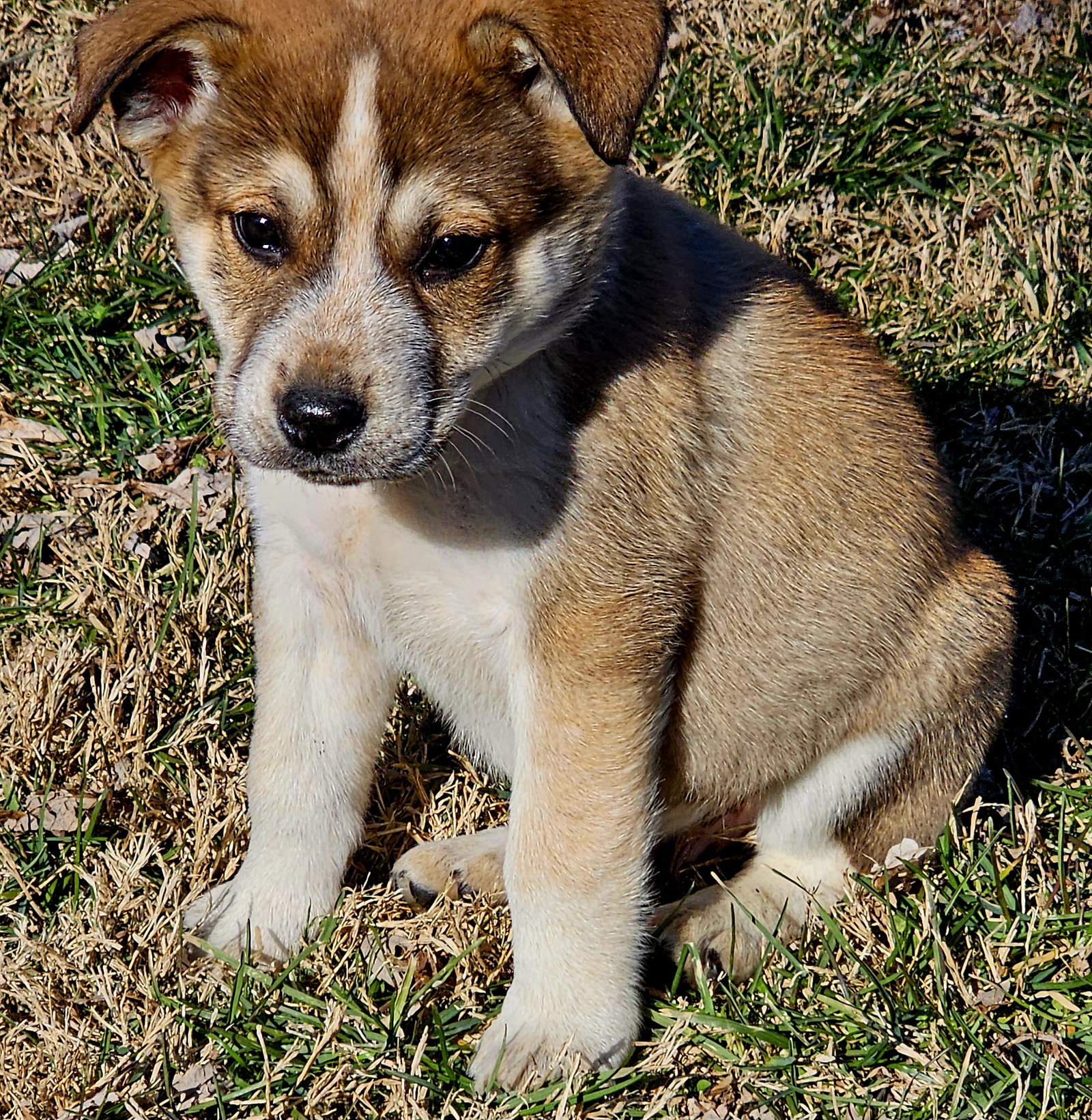 PUPPY JUDE Image