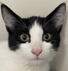 Kitten Frankie - Domestic Short Hair
