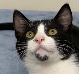 KITTEN FORREST Image