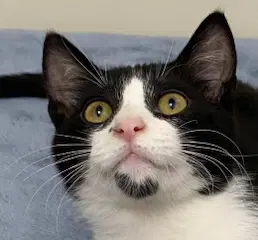 Kitten Forrest - Domestic Short Hair