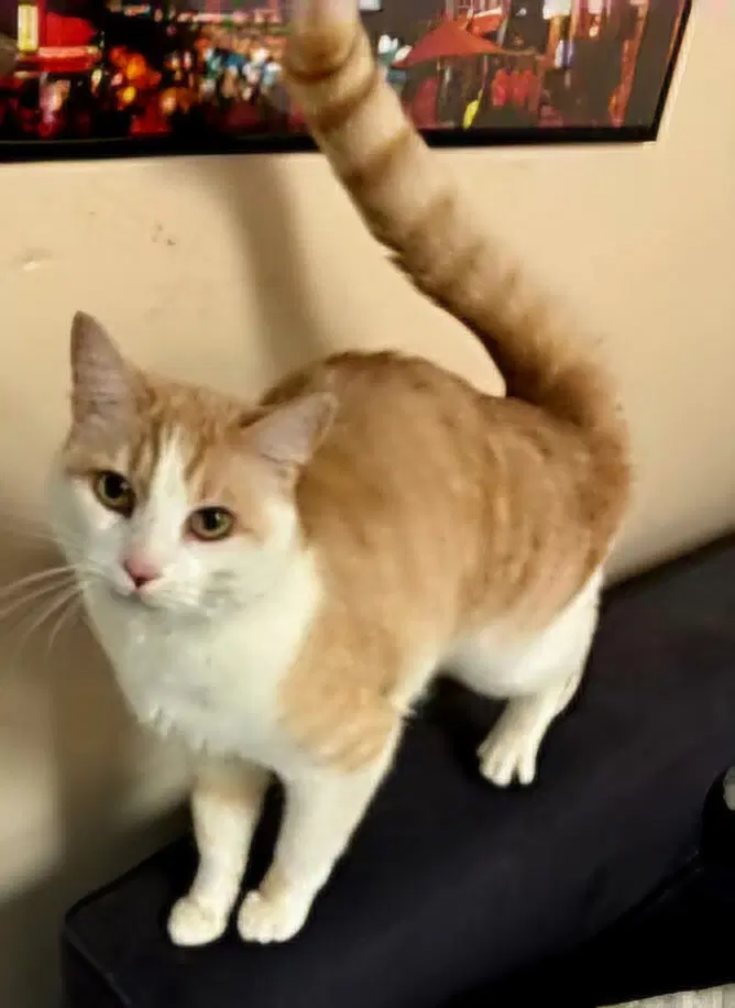 Oliver image 2