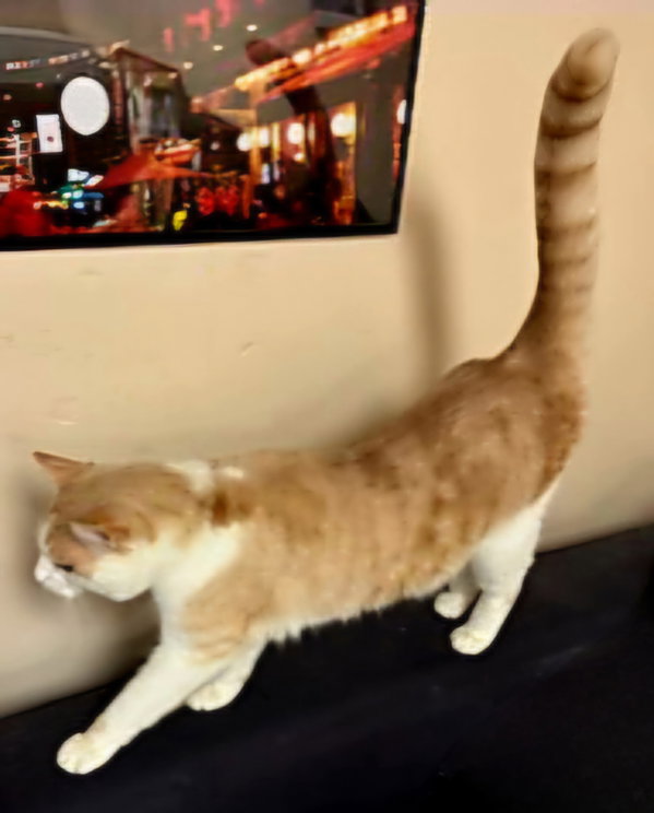 OLIVER