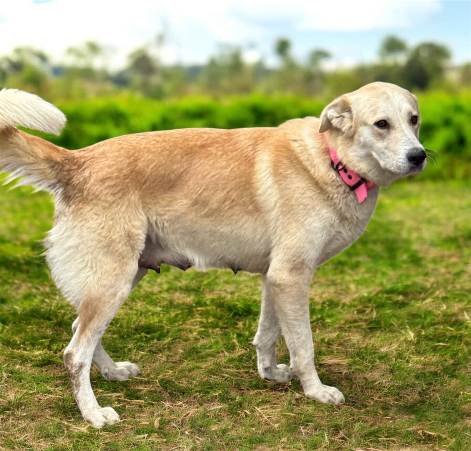 MISHKA Image