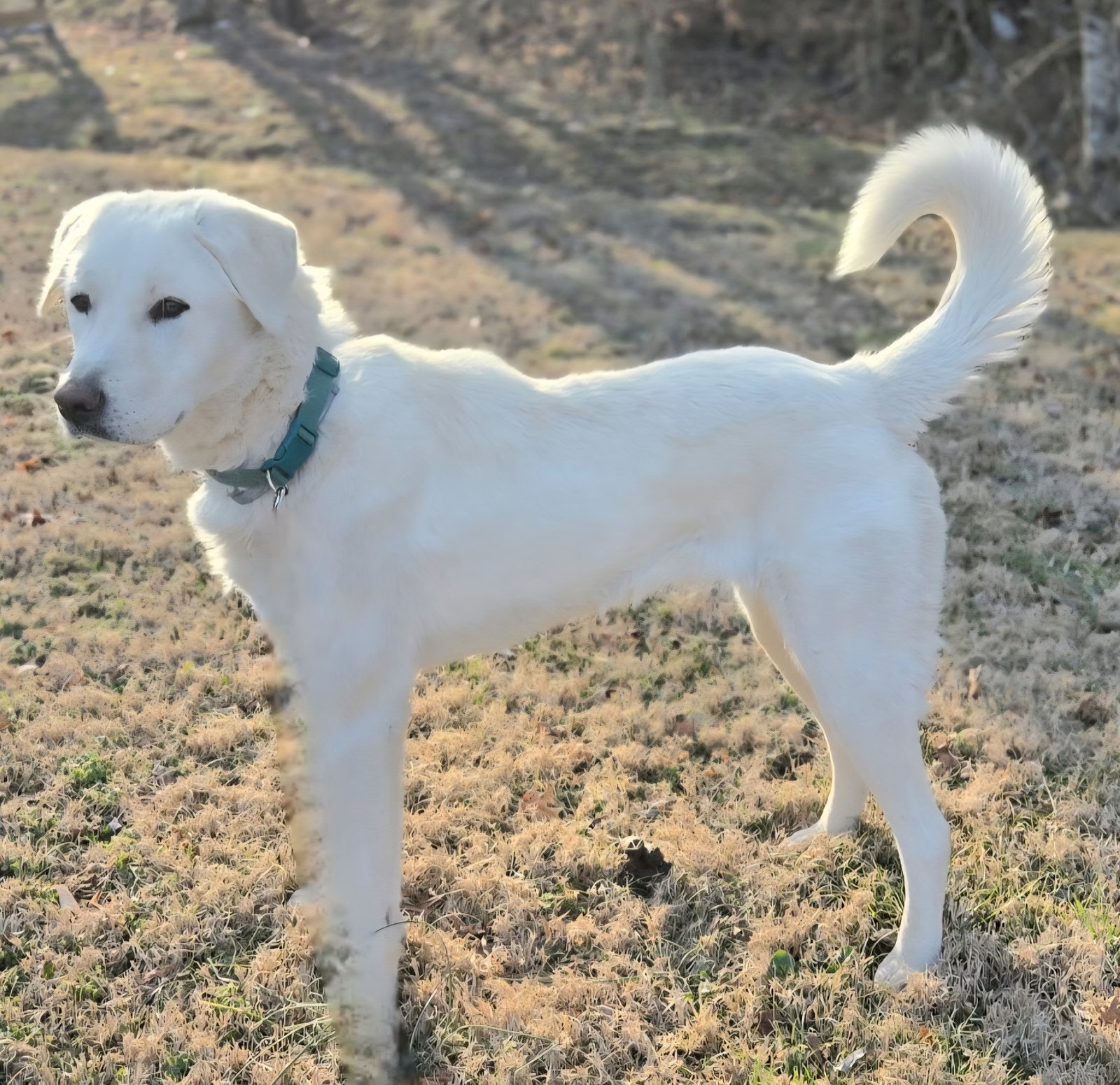 PUPPY MAGGIE Image