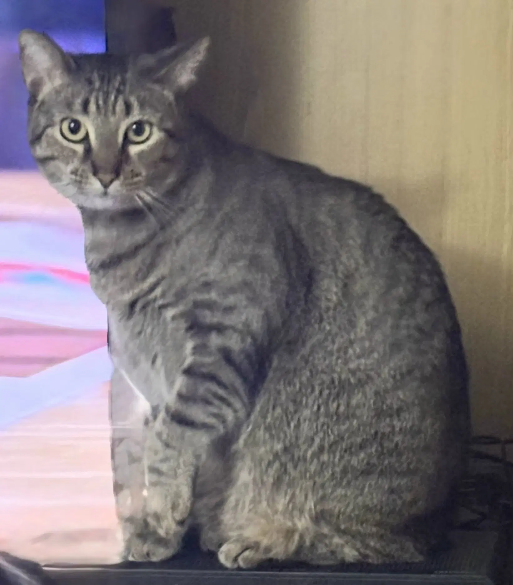 Bright Eyes - Tabby
