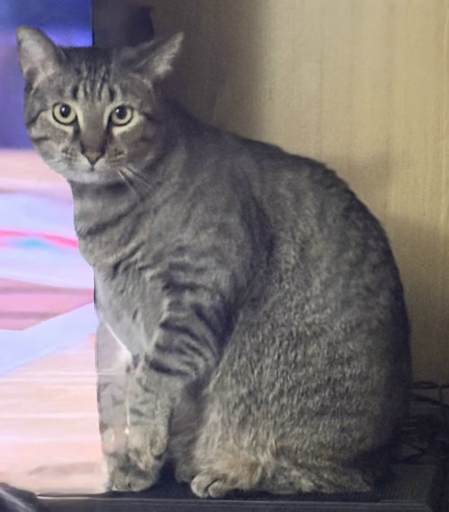 BRIGHT EYES, Adult Tabby, cat for adoption in Brentwood, Tennessee