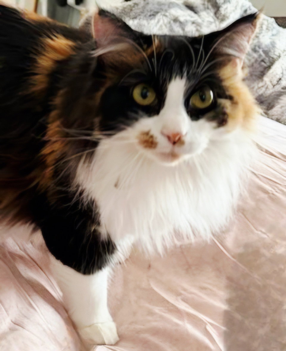 NATALIE Image