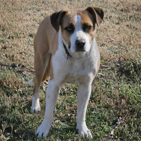 Boxer