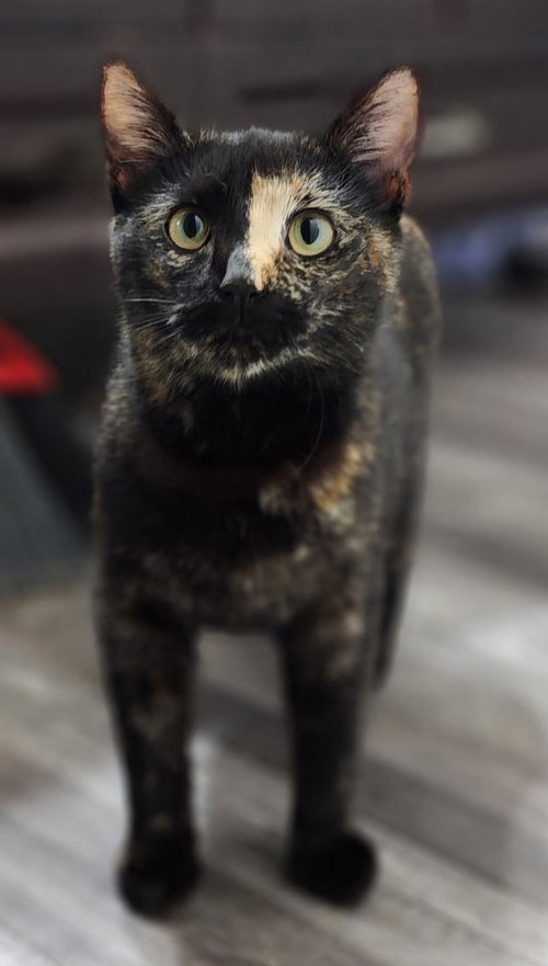 LANEY, Adult Tortoiseshell, cat for adoption in Brentwood, Tennessee