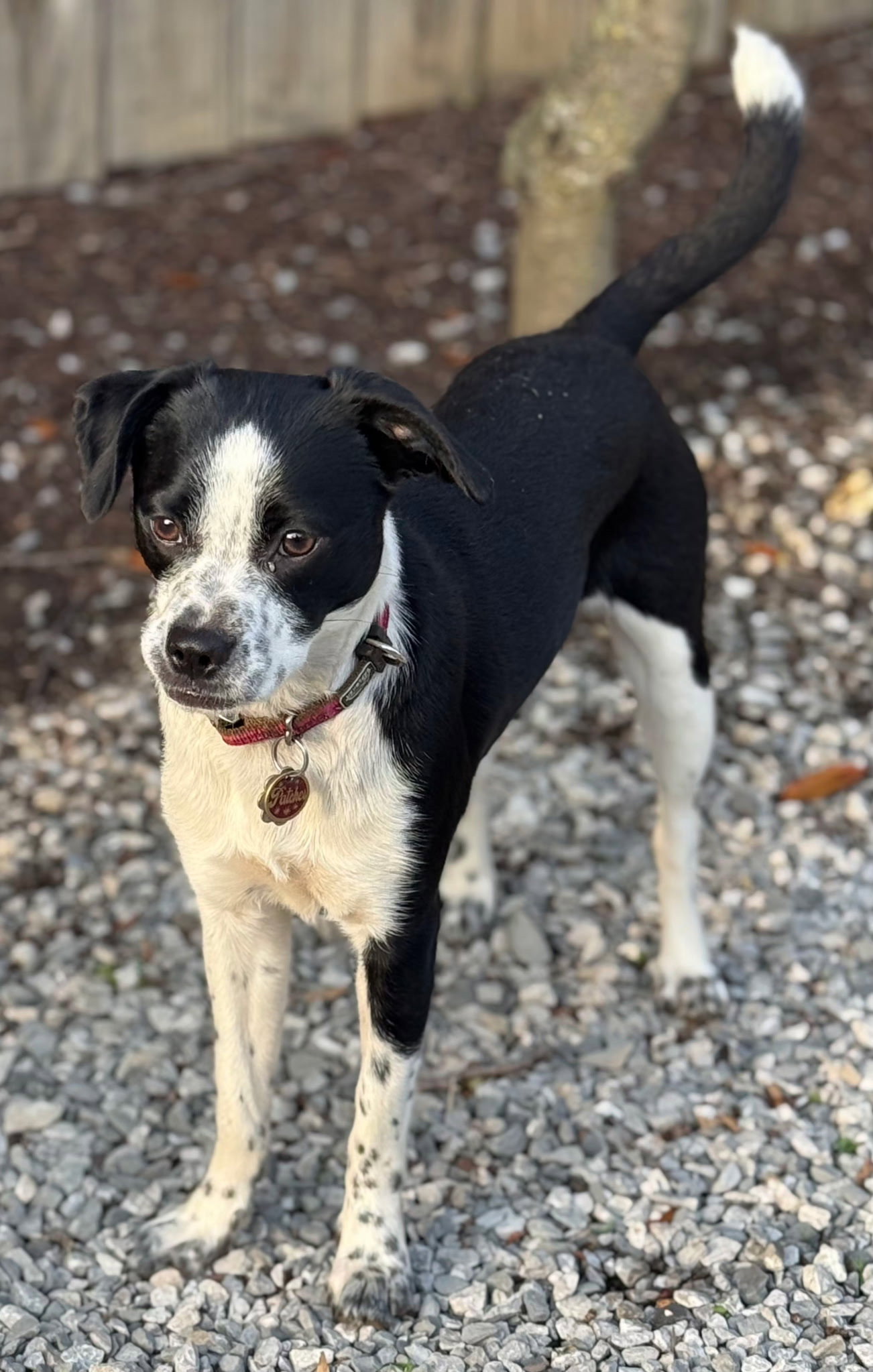 Terrier