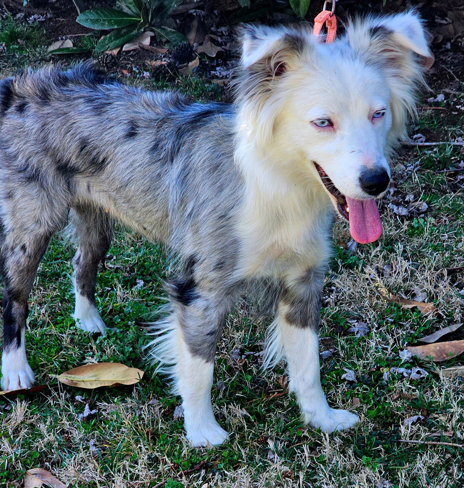 Australian Shepherd
