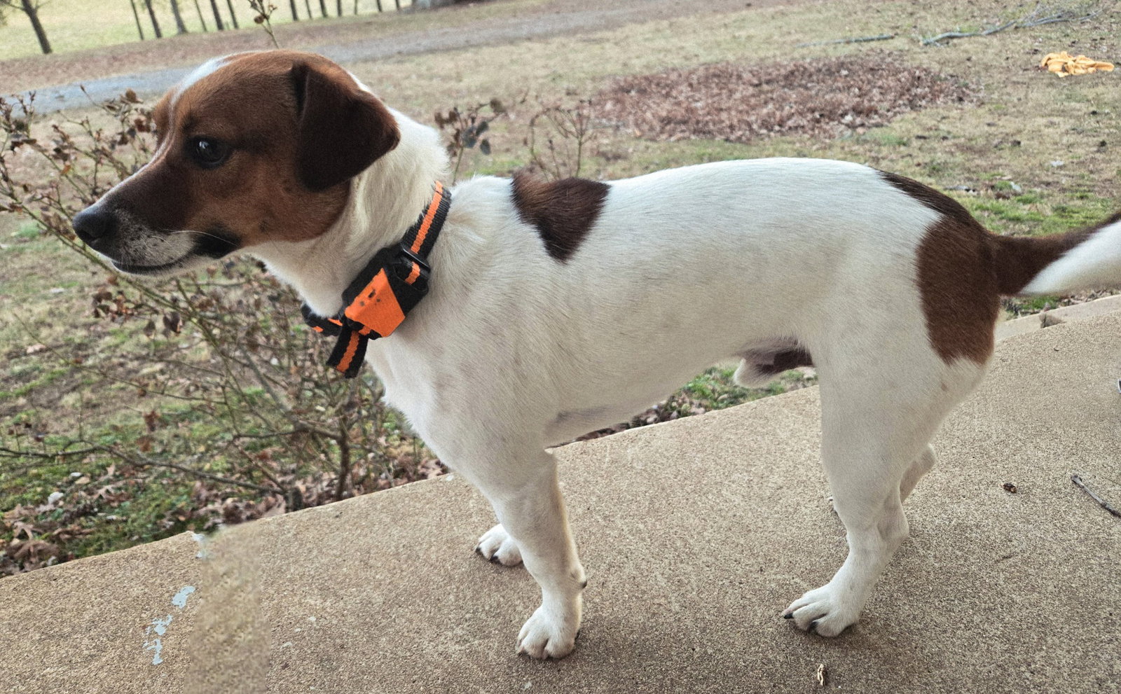 Terrier