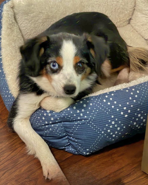 GIZMO, an adoptable Australian Shepherd in Franklin, TN