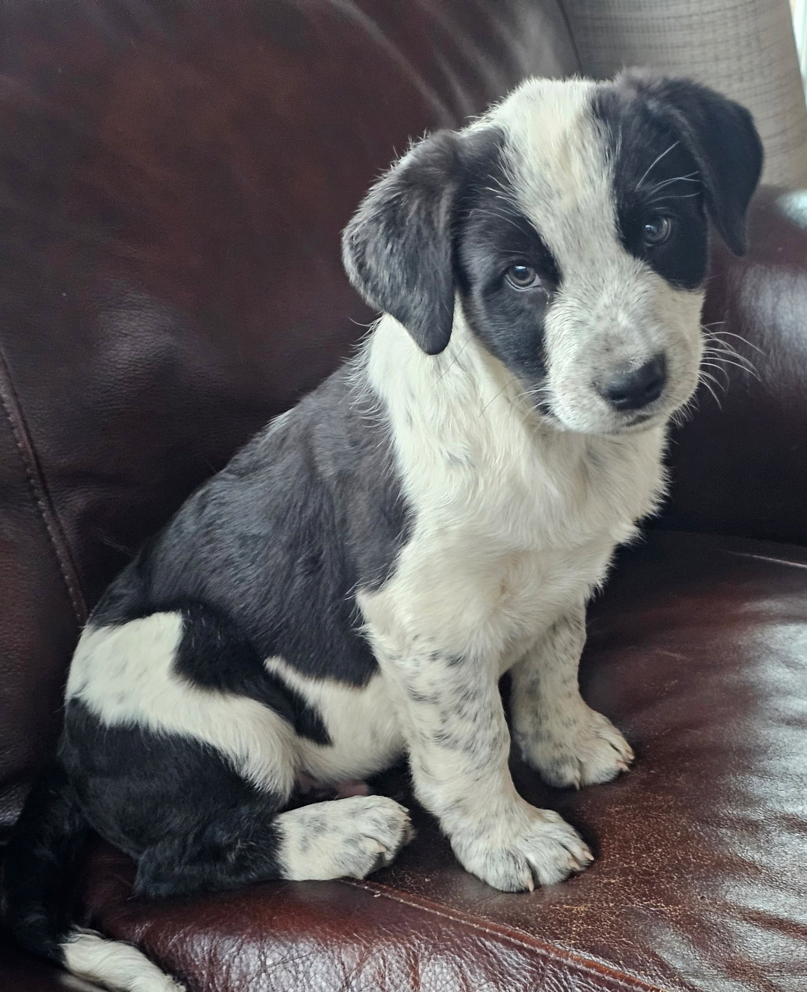 Puppy Zane