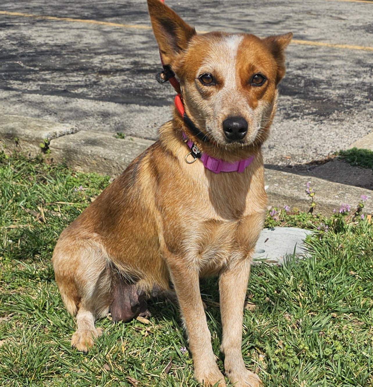 Red Heeler