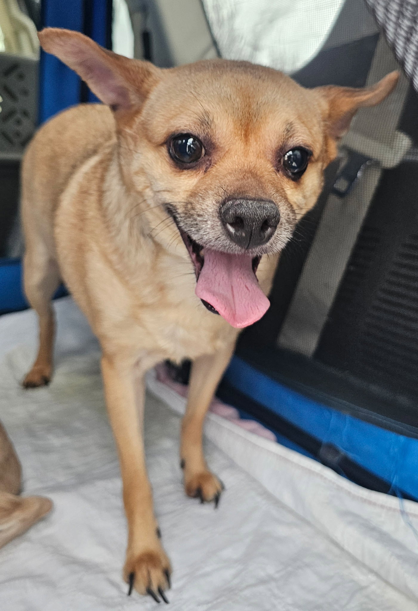 Chihuahua